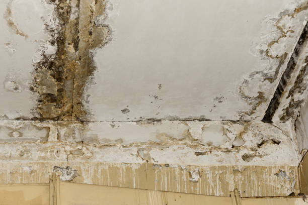 Best Mold Odor Removal Services  in Sheridan, OR