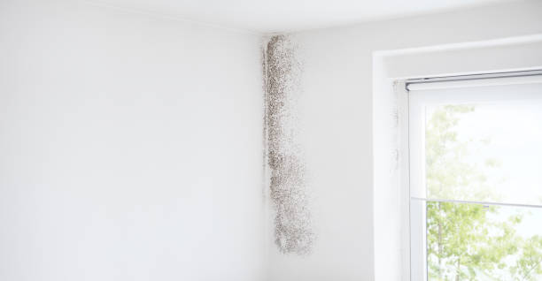 Asbestos and Lead Testing During Mold Inspection in Sheridan, OR