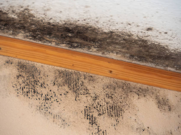 Best Basement Mold Removal  in Sheridan, OR